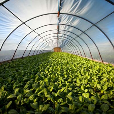 What are the key themes of the food transformation?